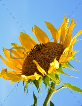 sunflower and bee over blue sky background 