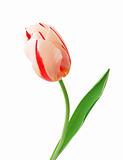 Beautiful tulip isolated on white background
