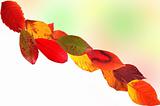Autumn card of colored leaves