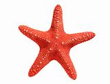 Red seastar isolated on white background
