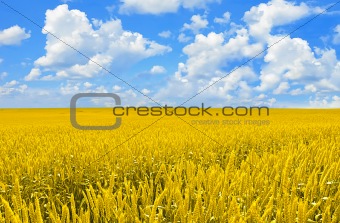 Field of gold wheat and perfect blue sky