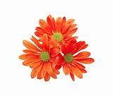 beautiful red chrysanthemum flower isolated on white background