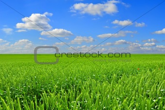 Field of wheat and perfect blue sky