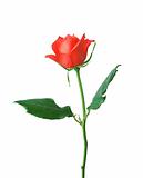 beautiful red rose isolated on white background 