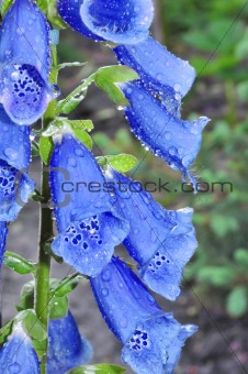 Beautiful blue flowers with dew drops