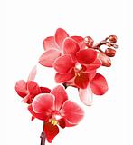 Bautiful red orchid isolated on white