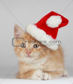 Christmas kitten