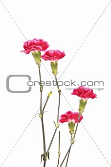 Few red flowers isolated on white