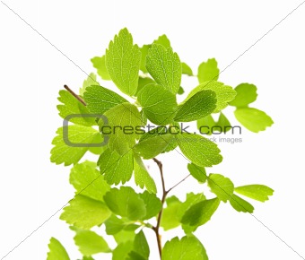 Green plant isolated on white
