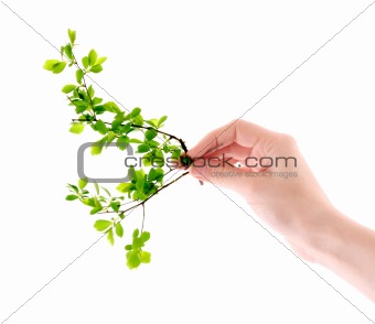 Green plant in hand isolated on white