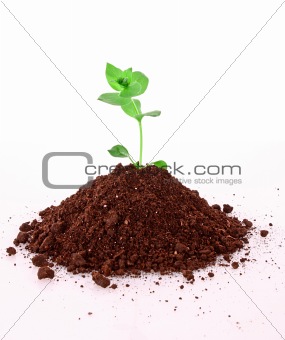 Young plant in ground over white background