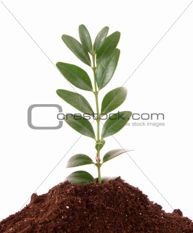 Young plant in ground over white background