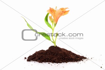 Young plant with flower in ground isolated on white