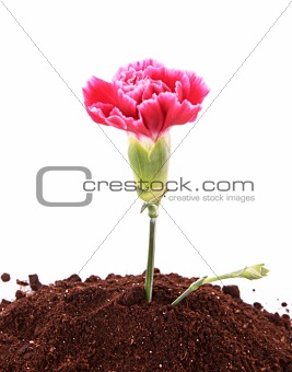 Young plant with flower in ground isolated on white