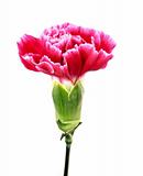 Flower closeup isolated on white