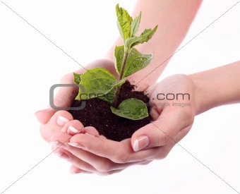 Young plant in hand over white
