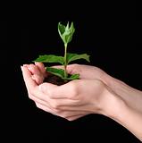 Young plant in hand over black background