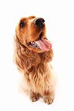 Young cocker spaniel closeup isolated on white