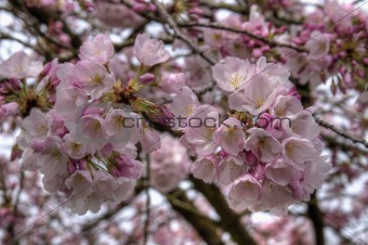 Cherry Blossom Blooming in Portland Oregon