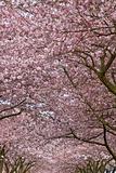 Cherry Blossom Blooming at Spring Time