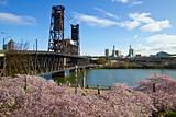 Cherry Blossom in Portland Oregon