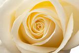 Glow inside the white roses. Macro
