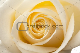 Glow inside the white roses. Macro