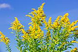 Goldenrod plant