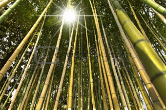 Bamboo Forest Perspective