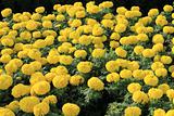group of yellow marigolds