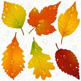 Vector autumn leaves and seamless vein background