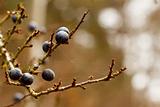Autumn background with blackthorn with very shallow focus 
