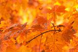 Orange autumn leaves background with very shallow focus 