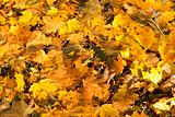 Fall orange autumn leaves on ground