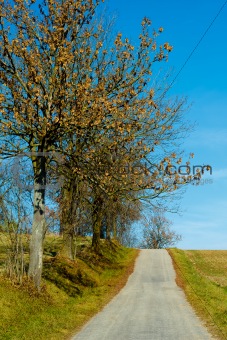 Road in the autumn with yellow trees