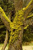 Bright Green Moss (bryophytes) on tree trunks