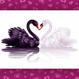 Two graceful swans in love