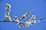 White Blossom Branch