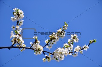 White Blossom Branch