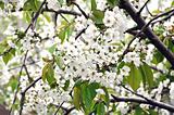 white blossom branches