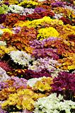 Colorful chrysanthemum and daisy flowers