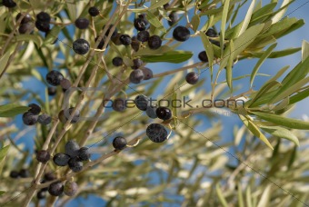 OLive branches