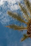Palm treetop