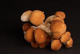 Black poplar mushroom