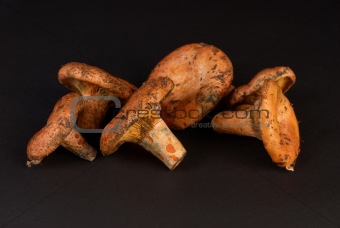 Red pine mushrooms