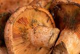 Red pine mushrooms