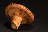 Red pine mushroom