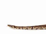 Royal Python snake