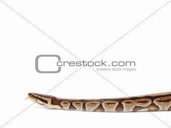 Royal Python snake