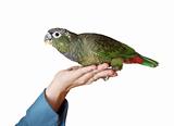 hand holding a pionus parrot
